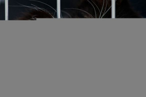 Що робити, якщо вам потрібно дати або прикріплювати кішки або кошенят? Що робити, якщо вам потрібно дати або прикріплювати кішки або кошенят?